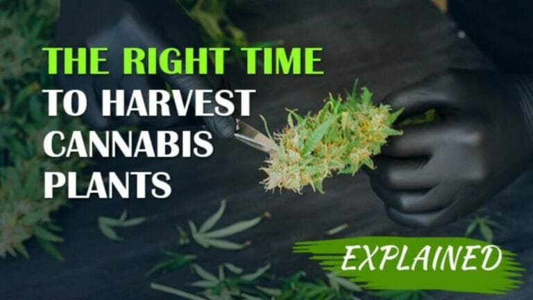 When to harvest and how to prune cannabis?