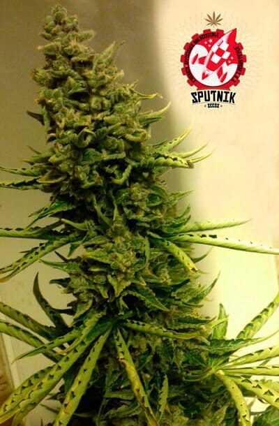 Super Auto Big Bang by Sputnik Seeds, Outdoor Cannabis Growing