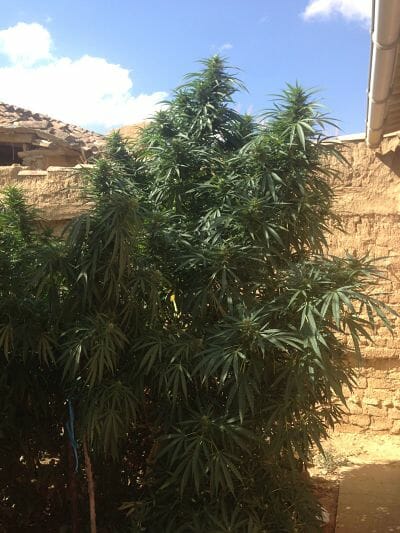 Tips for Outdoor Growing of Critical Bang Cannabis, Outdoor Cannabis Growing