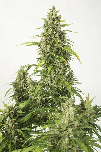 Haze XXL Auto from Dinafem Seeds, Outdoor Cannabis Growing