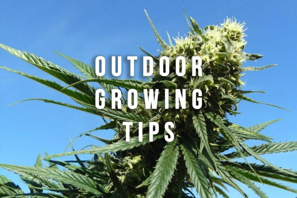 Tips for Outdoor Cannabis Growing