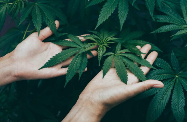 What are the effects of CBD?