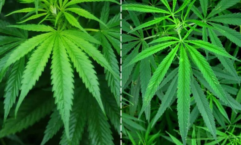 What is the difference between Indica and Sativa?