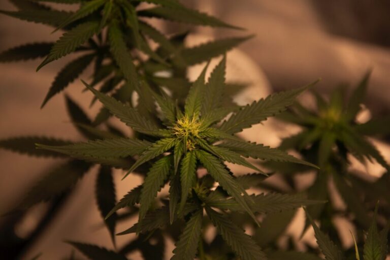 Can you put CBD in an electronic cigarette?