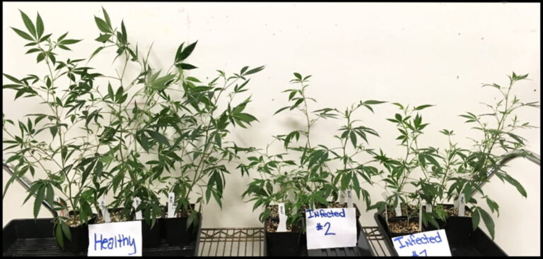Strange infection threatens cannabis plants in the United States