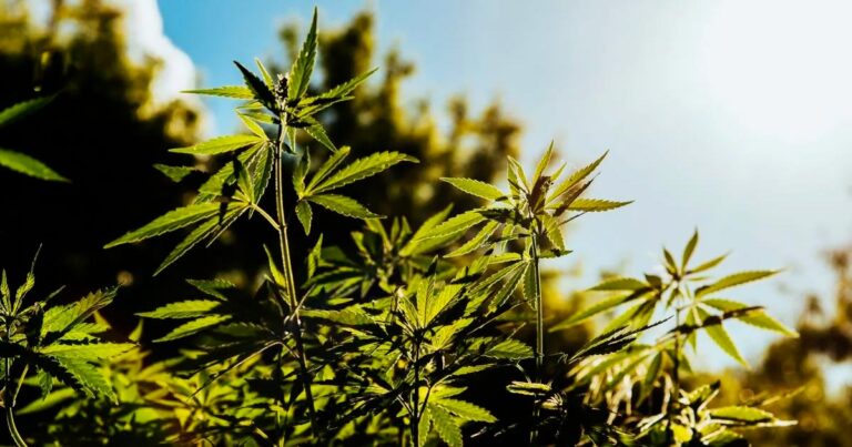 Launch of an initiative to consolidate the global hemp industry