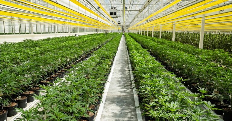 Canadian cannabis producers have sold less than 20% of their production since legalization