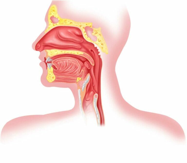 What is retro olfaction?