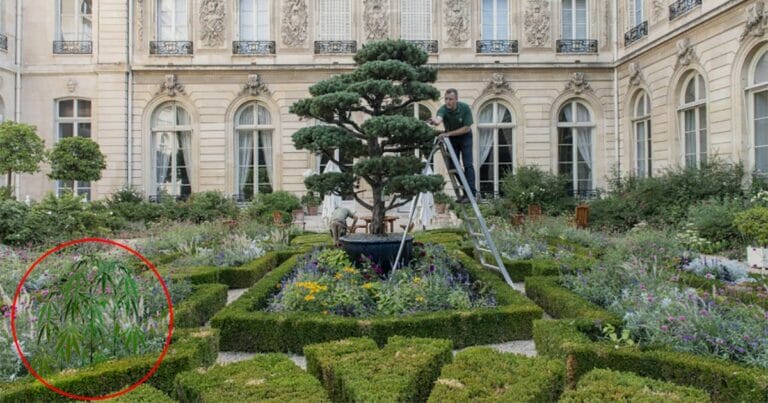 Brigitte Macron grows hemp at the Elysée