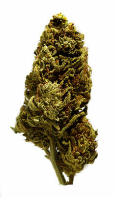 French hemp flower