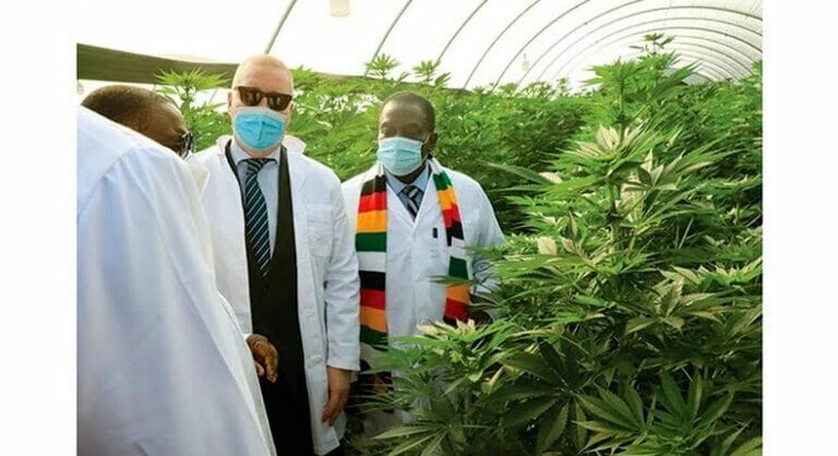 Zimbabwe inaugurates a cultivation of medical cannabis worth €25 million