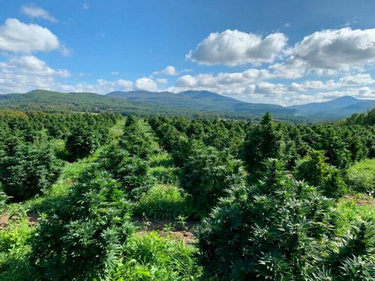 New hemp seeds approved in Europe to deliver record levels of CBD