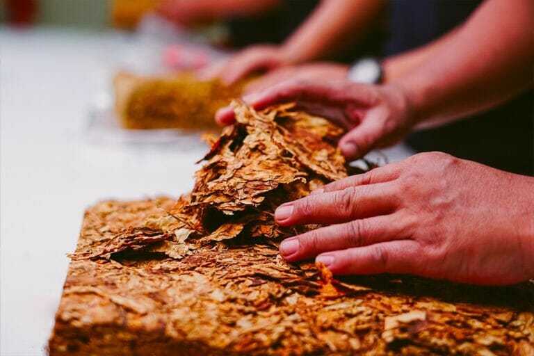 Focus on tobacco without additives