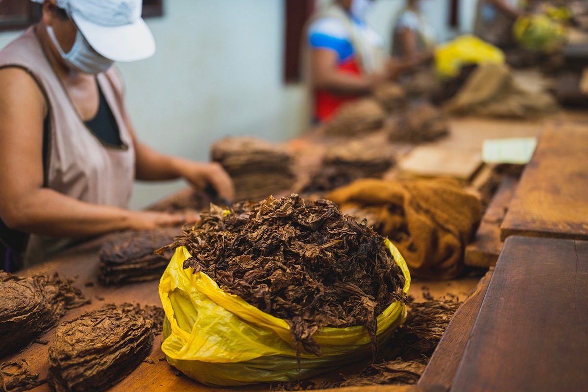 Focus on tobacco without additives