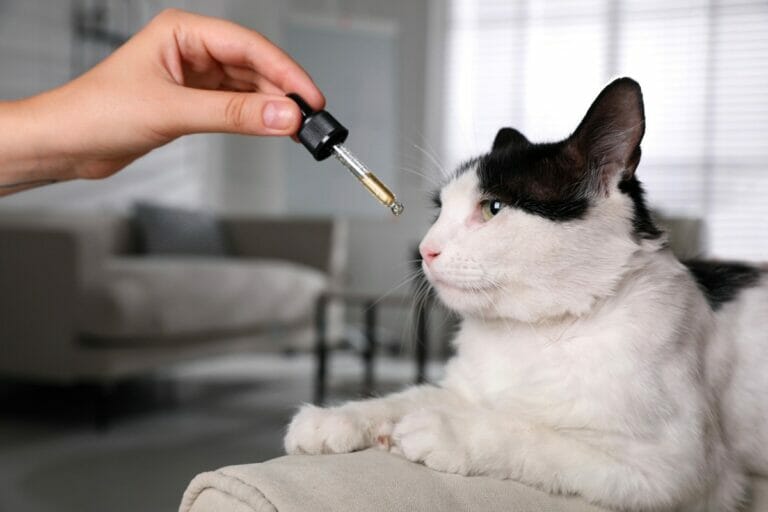 CBD and its benefits for animals