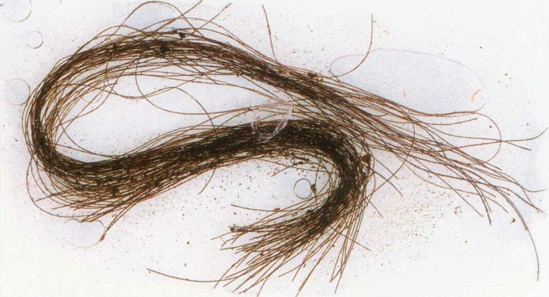 The hair sample in which different psychedelics have been identified