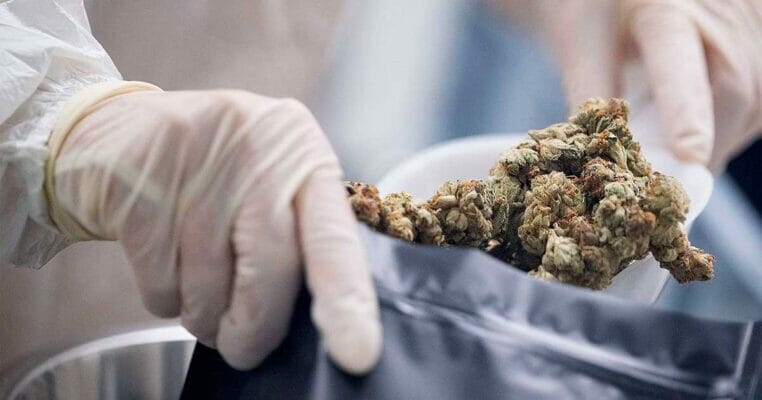 Kentucky becomes the 38th US state to legalize medical cannabis 1 Medical Cannabis in Kentucky