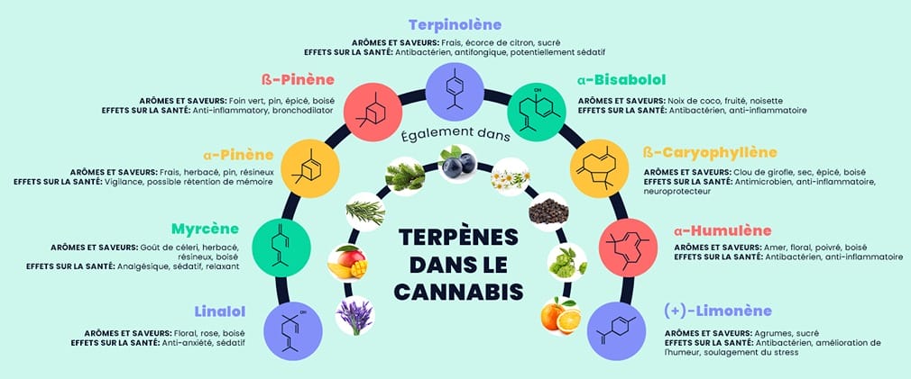 A table classifying the different terpenes in cannabis