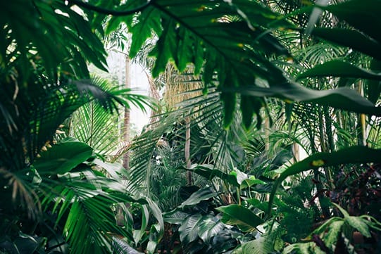 Lush vegetation