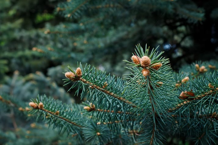 Pine branches