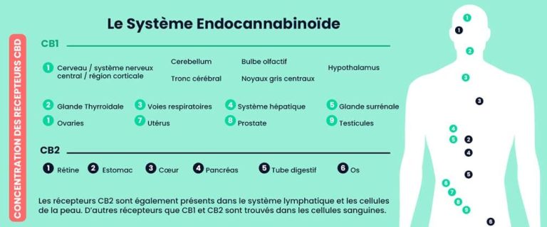 How long do the effects of CBD last and how long to feel them?