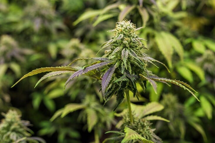 Hemp flower in a field