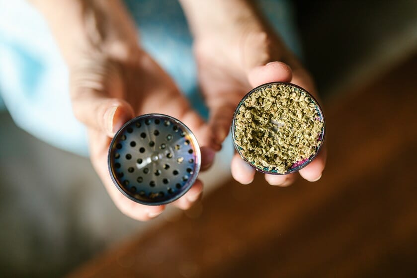 Dried CBD flowers in a grinder
