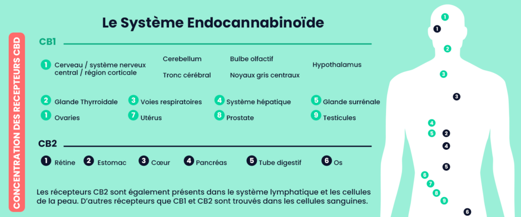 The CB1 and CB2 receptors of the endocannibinoid system and their effects