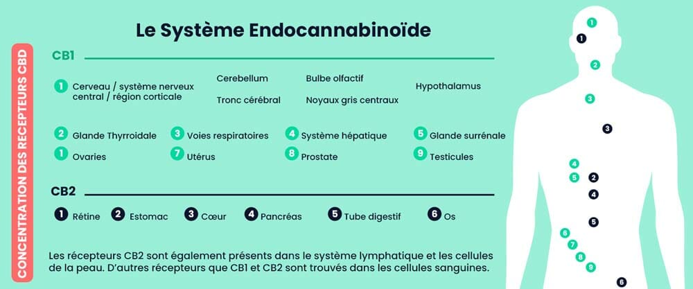 The CB1 and CB2 receptors of the endocannibinoid system and the effects of CBD
