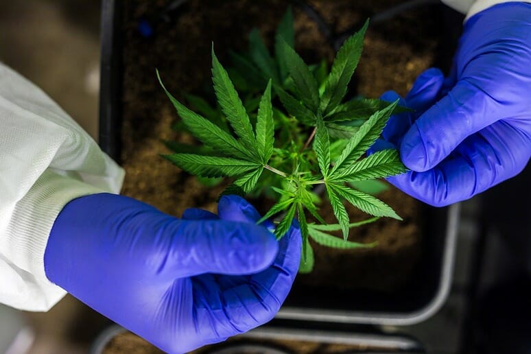 Hands with blue gloves holding a hemp flower in a black pot