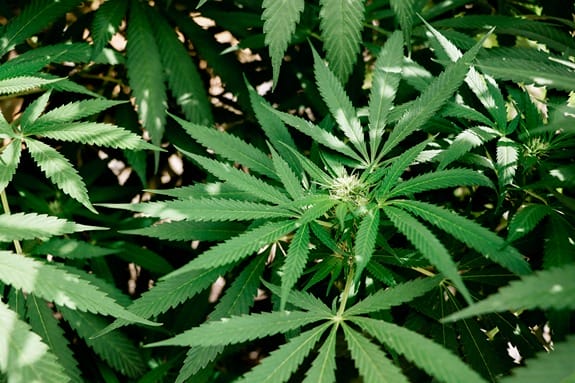 Sunny Cannabis Plants