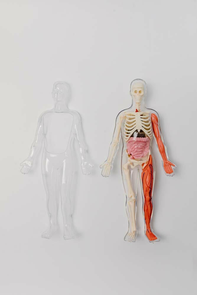 The representation of the human body via a figurine