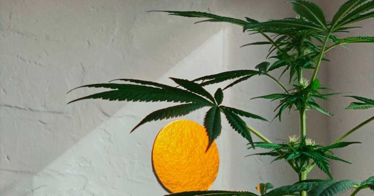 Hemp cannabinoids could serve as the basis for natural pesticides