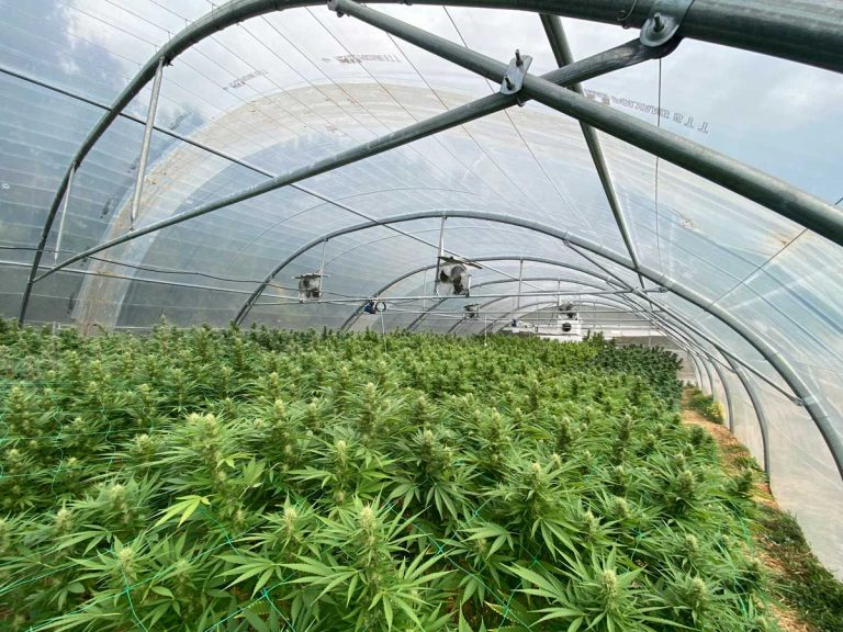The culture of excellence: The Happy Pousse journey – from consulting to premium cannabis