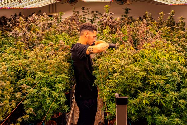 The Weplant plantation